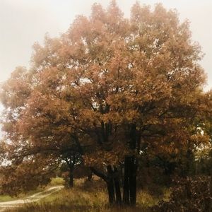 Meet your Posher, Rosy